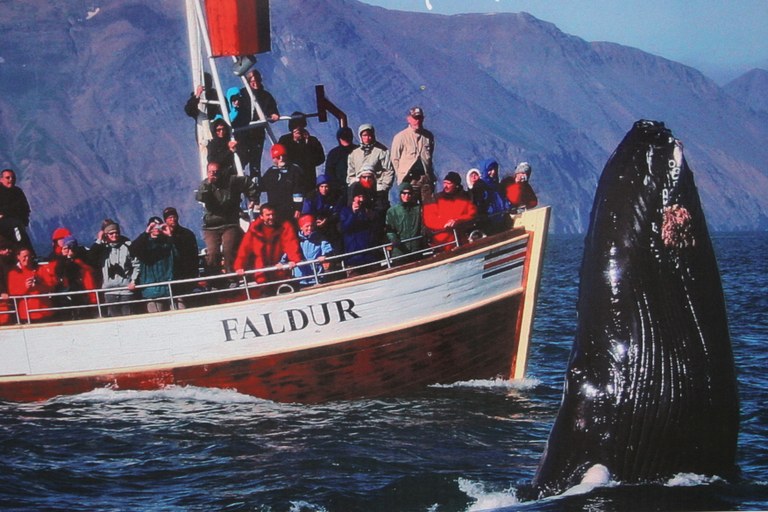 2025 0220 Wild Iceland 003.JPG