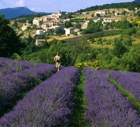 World Cultures & Travel: France La Belle Provence
